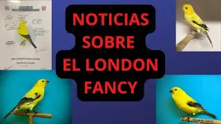 EL LONDON FANCY IMPORTANTES NOTICIAS
