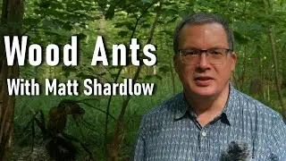 WOOD ANTS with Matt Shardlow - Bedford Purlieus