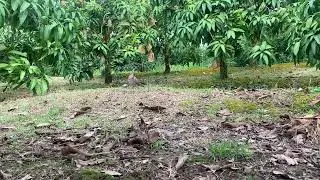 C91.bổi vườn xo&agrave;i ae xem vui đăng k&yacute; k&ecirc;nh e c&oacute; nhiều cilp xem vui ạ