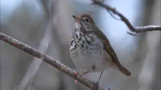 Hermit Thrush Song