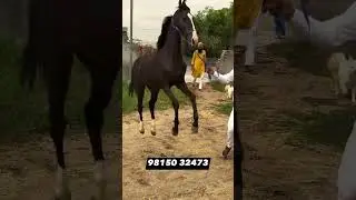 COLT FOR SALE #horse #allindiamarwarihorsesocietyaa #horsemusic