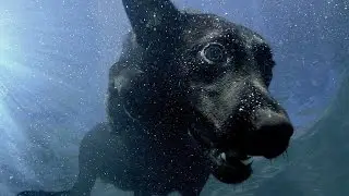 Underwater dogs - Pets - Wild at Heart: Episode 1 Preview - BBC