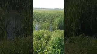 King Rail sounds off at BK Leach in Missouri!