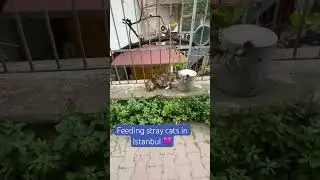 #straycat #catsofistanbul #istanbul #cats #istanbulcats #catlover