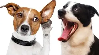 Dogs Understand Speech The Same Way As We Do