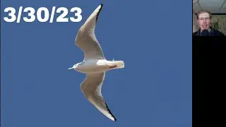 [30] Bonaparte's Gulls and more at the Braddock Bay Hawk Watch, March 30th, 2023