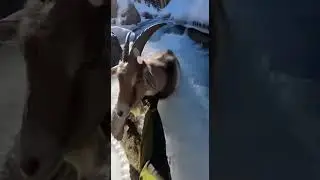 🐐 Козу вытащили из замерзшего горного ручья ❄️😱 #уважение