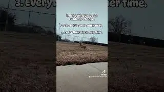 3 Thinfs I've learned since owning a feral dog.