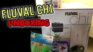Настройка Fluval Chi и новая BETTA!