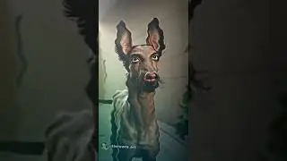 #HumanLikeDog #DogWithHumanFace #UniqueDogs #FunnyDogs #DogExpressions #ViralDogs #DogPersonality
