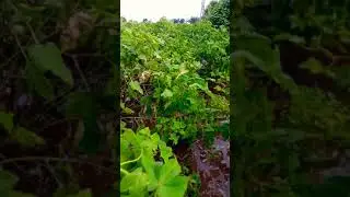 kapas nivadima pani bharata khe dutoye kari Aattm hatiya