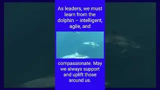 Dolphins can teach leaders compassion. #corporateleaders