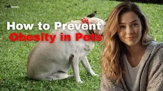 Stop Pet Obesity Before It Starts  (Simple, Proven Tips)