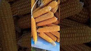 Harvesting corn | Porumb moldovenesc #harvesting #corn #mais #porumb #moldovenesc