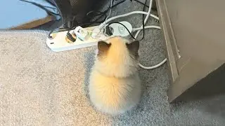 The Funniest Cat Videos 🐱 Try Not To Laugh Part 11