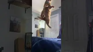 cat owner problems...