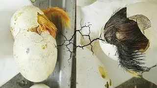 Baby Chicken and Baby Duck hatching together! - Hatching Eggs