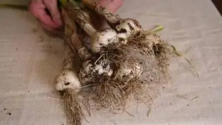 How to harvest garlic: Gardening with Betty Cahill