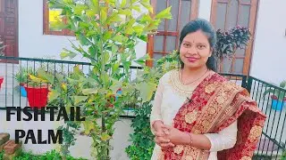 Grow and Care of Fishtail Palm (Caryota urens)!Gardening! Dr. Karishma Kohli