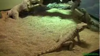 Clown Painted Agama (Dragon) Care & Exoterra UVB Heat Bulb Review (HD 1080p)