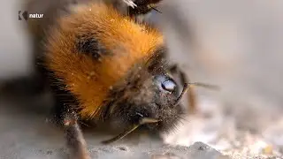 Humlebi f&aring;r nyt liv