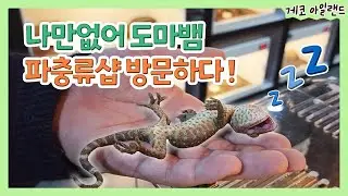 파충류 샵 이름이 나만없어 도마뱀?! 🐸💕