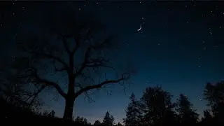 Peaceful Cricket Ambience | ASMR Forest Night Sounds for Sleeping & Deep Focus