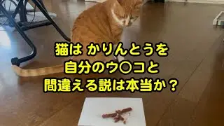 猫にかりんとうをあげたら自分のウン○と間違える説は本当か？