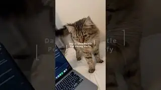 Day 2 - Cat sitting - Rover App Side Hustle #cat #pets #petsitter