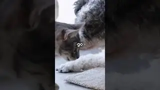 Midnight Snack Heist: Cat & Dog Edition #shorts #cat #dog #snack #heist