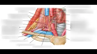 Anatomy of the root of neck-by professor Hayder Mubarak