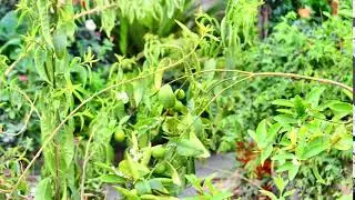 Beautiful clip. Make Pakistan Green