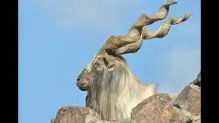markhor (Capra falconeri) Pakistan National Animal
