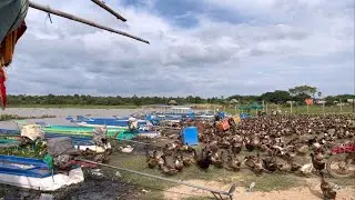Duck Farm at lake. #cambodiaruralareatour #cambodia #rural
