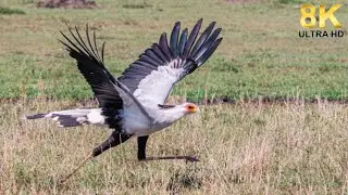 Fastest Birds in the World | Relaxing Bird Sounds | Breathtaking and Soothing Nature | Reliever