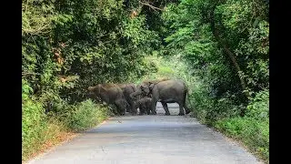 Moraghat Forest Gairkata (Road Crossing Elephants)