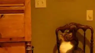 eli the cat