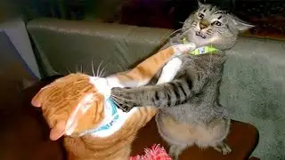 Error 404: Brain Not Found &ndash;Typical cat behavior, nothing more