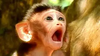 HA..HA ! Look so cute & Look so hungry ! Dustin open big mouth not cry but wait...from mom.