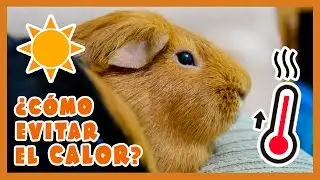 🌡️ TIPS / CONSEJOS PARA EVITAR EL CALOR EN COBAYAS 🐹☀ + PRIMEROS AUXILIOS GOLPE DE CALOR