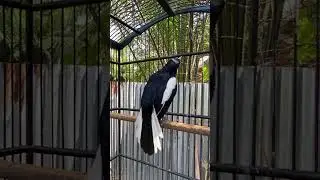 Kacer gacor nembak isian #kacer #kacergacor #kacergacorfullisianmewah #birds #burung