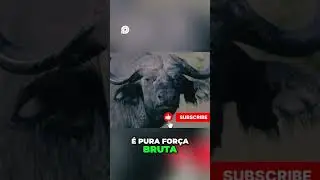 B&uacute;falo Africano  A For&ccedil;a Brutal da Savana Africana!