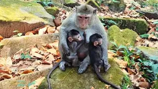 Adorable Baby Monkey in Angkor Area, #44.