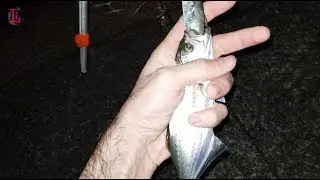 LÜFER ailesi için TAKIM bilgisi, ŞAKŞAK Yem Nasıl Takılır? Nasıl Tutulur? Ekim 2018