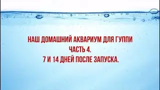 ДОМАШНИЙ АКВАРИУМ ДЛЯ ГУППИ. 7 и 14 дней после запуска./A HOME AQUARIUM. 7 and 14 days after launch.