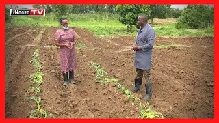 Urimi wa ngwaci Gatirima, Laikipia; #MugamboWaMurimi PART 1