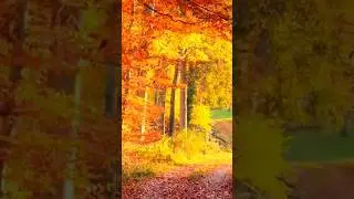 Relax to Fall Colors and Beethoven Music #nature #piano #music #shorts