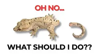 What to do when your gecko loses its tail.