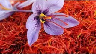 Kashmir saffron gets GI TAG