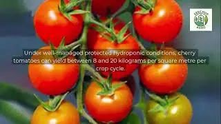 Cherry Tomato Cultivation in Hydroponics | NFT & Substrate Systems Explained